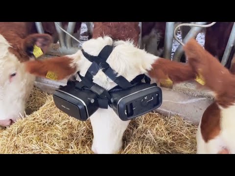 Putting cows in VR could be beneficial, but cruel, experts say