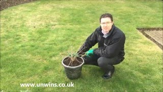 Prunus Kojo No Mai - Flowering Cherry Tree