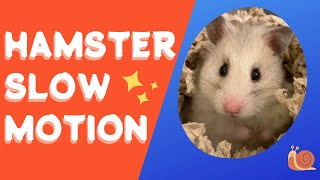 Hamster Slow Motion ハムスタースローモーション