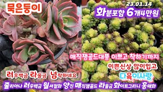 다육이사랑2탄/묵둥이/분포함착하게/양진.홍매화.매직쨈골드.라울.마리아금.화이트그리니.블루엘프.나나후크.덴트라쨈.러우백금.아리아나군생.아보카도크림.