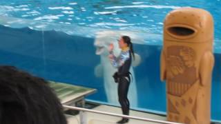 日本橫濱八景島樂園--水族館表演