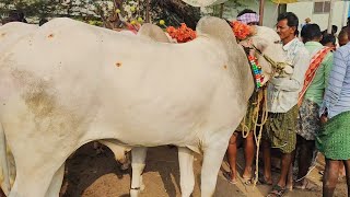 Yemmiganur Kilara Cattils Videos 2024 // heavy crowd cattle market in yemmiganur 2025