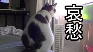 猫の哀愁漂う背中