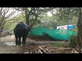 ആനയുടെ കുളി കണ്ടുനിൽക്കുന്ന മൊതലിനെ കണ്ടോ 😱😱🐘 youtubevideos kerala viralvideos