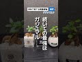 金運アップに最強の観葉植物🪴 観葉植物 観葉植物インテリア 観葉植物育て方 観葉植物のある暮らし ガジュマル パキラ サンスベリア 植物 風水 金運 金運アップ 金運上昇