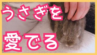 【灰色くん】甘えん坊のうさぎさんがくっついて来たので撫でてみた