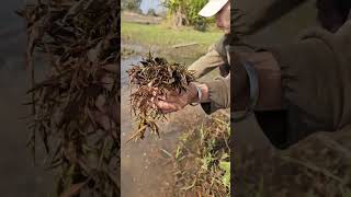 Lao girl is picking a big bunch of vegetables in the water.  #dreamnature #food #lifestyle #asmr