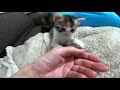 段々激しくなる子猫の喧嘩に助けを求める子猫のミコちゃん