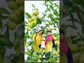 antonovka apple #shorts #shortsvideo #ytshorts