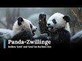 Panda-Zwillinge heißen 'Lotti' und 'Leni' im Berliner Zoo | Republic News Deutsch | AO14