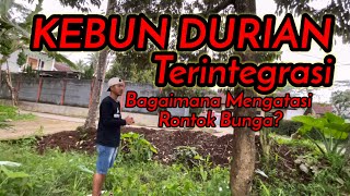 KEBUN DURIAN TERINTEGRASI,USIA 7 TAHUN BERBUAH LEBAT,HANYA PUPUK ORGANIK,BAGUSKAH??