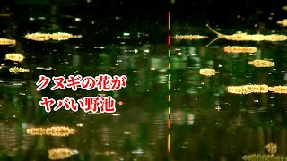 【野池】クヌギの花が浮いてヤバイ！　へらぶな釣り