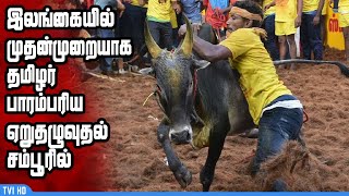 இலங்கையில் முதன்முறையாக தமிழர் பாரம்பரிய ஏறுதழுவுதல் சம்பூரில்… Jallikattu 2024. Sampoor…