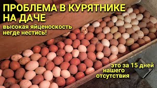 Курятник на даче - слишком много яиц, негде нестись!