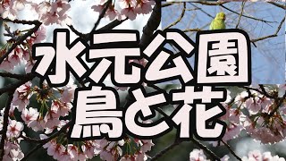 水元公園の鳥と花(2023年3月11日)