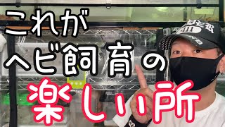 【あなた損してますよ】お迎えがまだの人にヘビ飼育の楽しい所教えちゃいます！　ボールパイソン　ブラッドパイソン　コーンスネーク　カーペットパイソン　シシバナヘビ　ナミヘビ　爬虫類