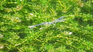 イトトンボ産卵20210509／Egg-laying behavior of damselflies, observed on May 9, 2021.