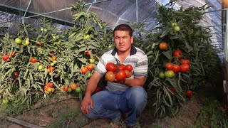 Теплица Сарыагаш кукуруза 🌽🌽