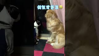 飼い主の帰りを待つ健気な愛犬 #shorts