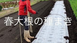 春大根の種まき　露地トンネル栽培　【後編】19/11/14