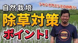 平田自然栽培米の雑草対策｜ジャンボタニシと共存？熊本県七城町の無農薬のお米（自然栽培米専門店ナチュラルスタイル）