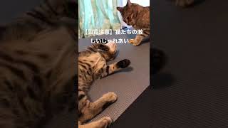 【閲覧注意】猫たちの激しいじゃれあい😻