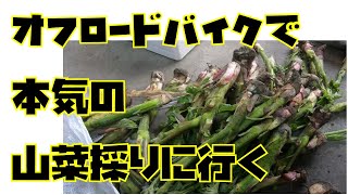 2人で本気の山菜採り！わらび・うど。あるもの全部採取します。楽しかったし美味しかった～