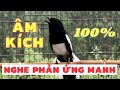 Choè than hót đấu giọng rừng CỰC SUNG Chòe Than Hót Giọng Rừng Kích Trống Căng Lửa hót | choe than