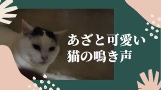 猫の鳴き声　あざと可愛い　愛猫アクア