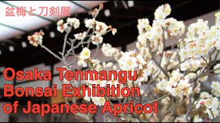 Mume Bonsai Exhibition/Japanese Apricot at Osaka Tenmangu Shrine  2023 盆梅と刀剣展2023 大阪天満宮 #bonsai #盆梅