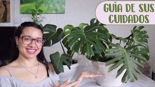 Cómo cuidar la planta Monstera Deliciosa│Candy Bu