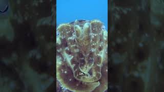 The Dazzling Cuttlefish: Nature’s Shapeshifter