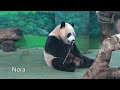 訓練一隻熊的生活，圓寶自動起床回後場 the giant panda yuan bao and yuan yuan ❘ 圓仔一家熊 ❘ taipei zoo