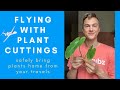 How to take HOUSEPLANT CUTTINGS on an Airplane - Travel with Plants