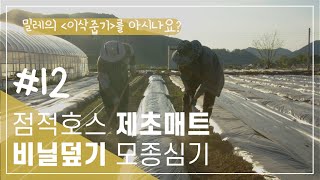 농사 4종 세트(점적호스, 제초매트 깔고, 비닐덮기, 모종심기) #12｜A set of four types of farming