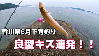 香川県釣り6月下旬　良型キス連発！！