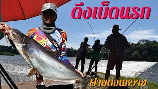 ได้แต่ตัวใหญ่ ดึงเบ็ดนรก (เบ็ดกระชาก) ฝายดอนหวายลำน้ำพอง Fishing for big fish at the Phong River.