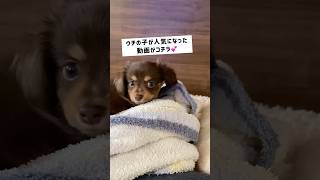 うちの子が人気になった動画がこちら🐶💕