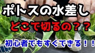 【ポトス】水差しでの増やし方を解説！！切る場所・切り方はどうするのか？！！How to increase pothos？