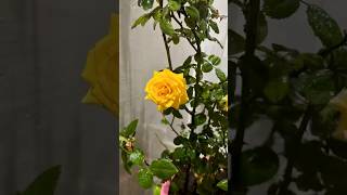 Home gardening ||  Nature Beauty || Flowers #flowers #youtubeshorts #shorts #trending #beautiful