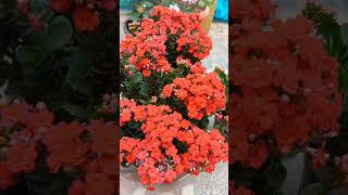 Easy maintenance flowering plant. శ్రమ లేకుండా పెంచుకోగలిగే పూల మొక్క#kalanchoe#Madagascar windows t