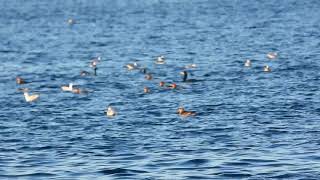 ウミアイサ　長井県営住宅前　追い込み漁 20191129