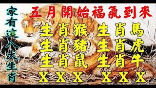 五月開始福氣到來的八大生肖 - 十二生肖