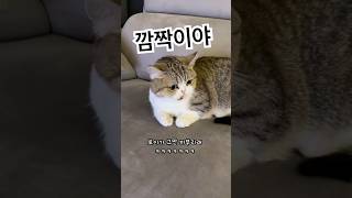 애교 부리는 고양이 vs. 질투하는 강아지