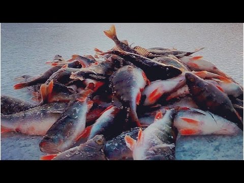 Где ловят рыбу на чудском Где ловят рыбу на чудском