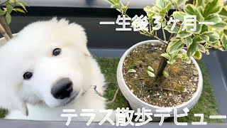 【生後3ヶ月】お散歩デビュー前に初めてテラスを散歩したグレートピレニーズの子犬