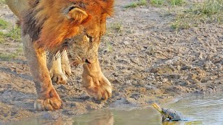 Turtle Chases Lions From His Waterhole