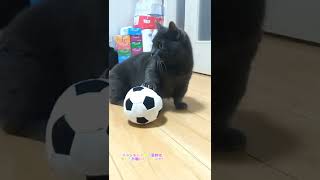 サッカーボールで遊ぶ短足マンチカンが可愛い!　猫　マンチカン　短足マンチカン　ねこ　ネコ　cat　子猫　可愛い　カワイイ　かわいい　CUTE　癒し　猫好き　もふもふ　モフモフ　Japan　サッカー