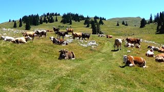 DRUŽENJE KRAVA  NA  VLAŠIĆU  // ZANIMLJIVO