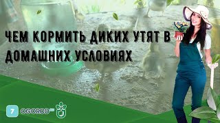 Чем кормить диких утят в домашних условиях